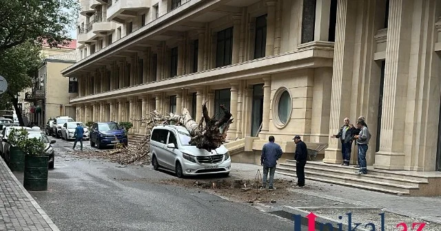 Bakıda ağac avtomobilin üzərinə aşdı