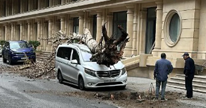 Bakının mərkəzində ağac maşının üzərinə aşdı Foto