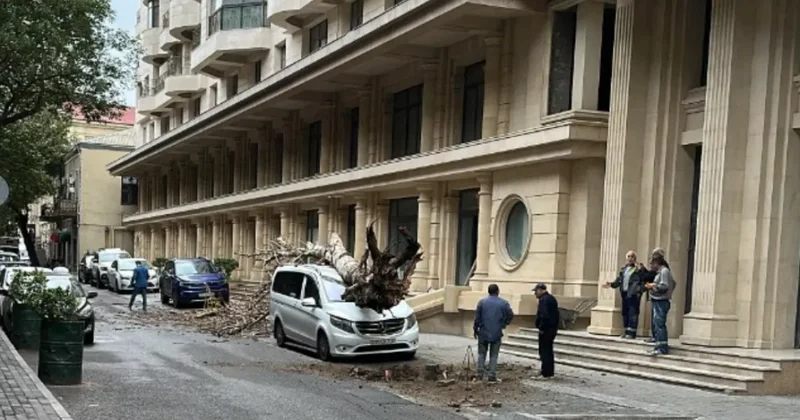 Бакинский ветер повалил дерево на Mercedes