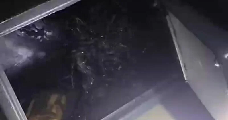 В Панаме обнаружили "инопланетный организм" ВИДЕО
