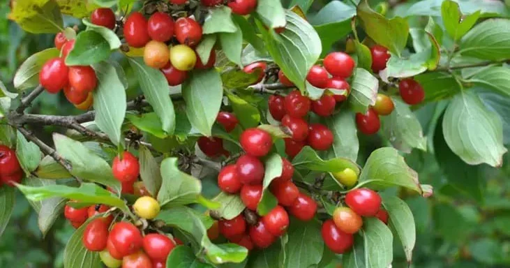 Bu meyvə sayəsində ev, maşın alanlar var