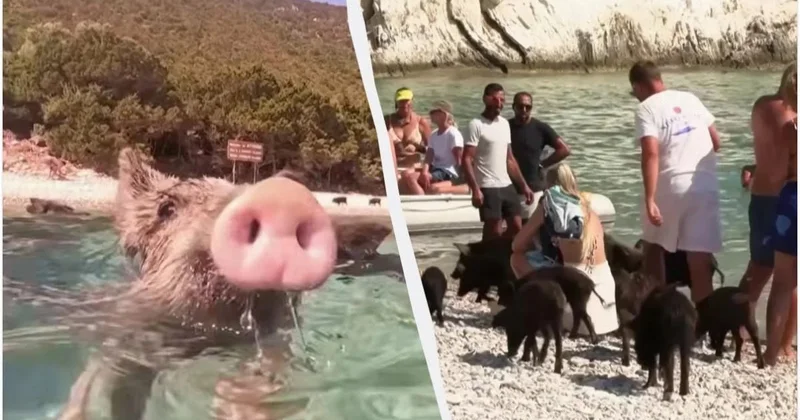 Bu adada donuzlar dənizdə turistlərlə birlikdə çimir VİDEO