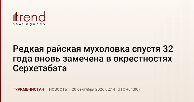 Редкая райская мухоловка спустя 32 года вновь замечена в окрестностях Серхетабата