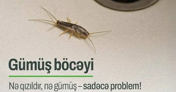 Parıltıya aldanmayın! Pullarınızı itirə bilərsiniz