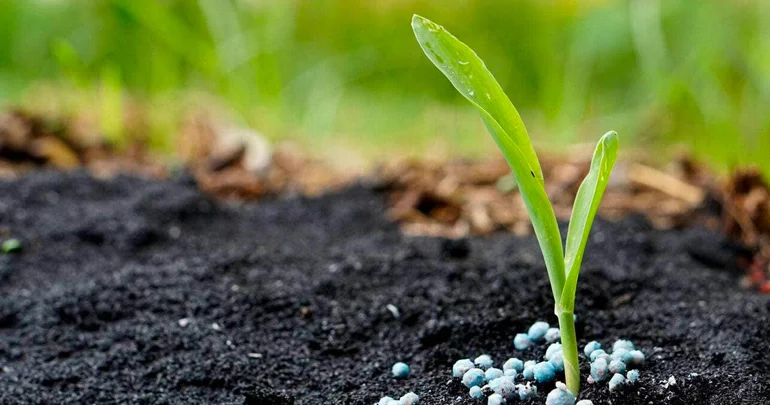 Kimyəvi gübrələr insan sağlamlığına zərər verir MÜNASİBƏT BİLDİRİLDİ