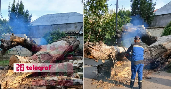 Mingəçevirdə ağac aşaraq avtomobil yolunu bağladı FOTO