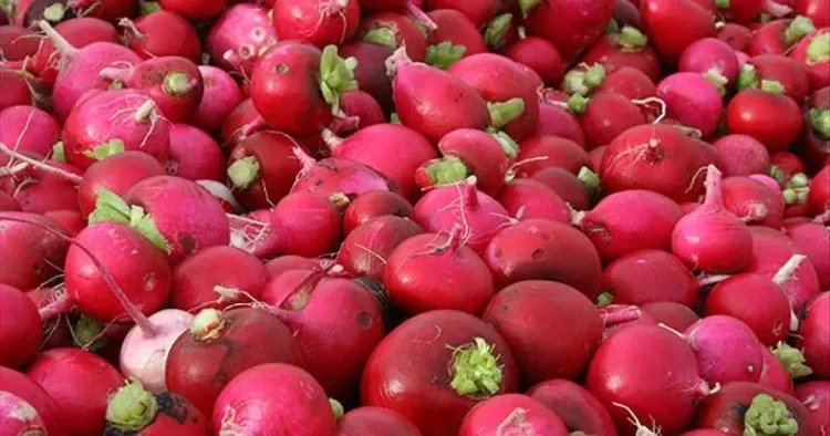 Qırmızı turpun möcüzəvi FAYDALARI