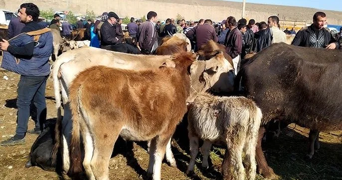 Rayonlarda heyvan bazarları bağılanır Dəhşətli xəstəliyə görə QADAĞA