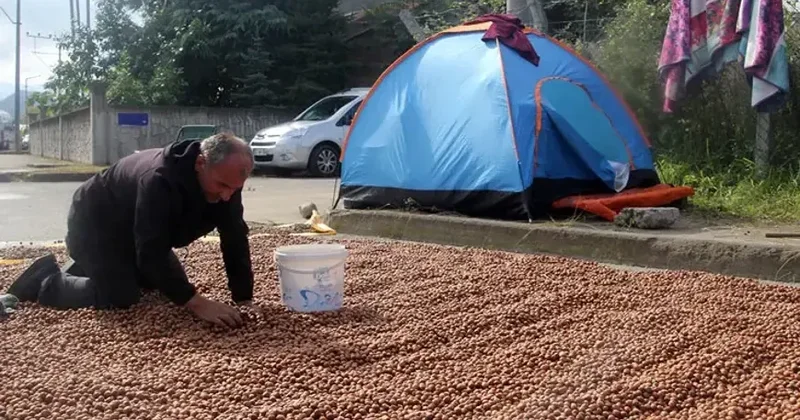Fındıq çürüməsi istehsalçıları çətin vəziyyətə saldı: “Fındıq köçü” başladı