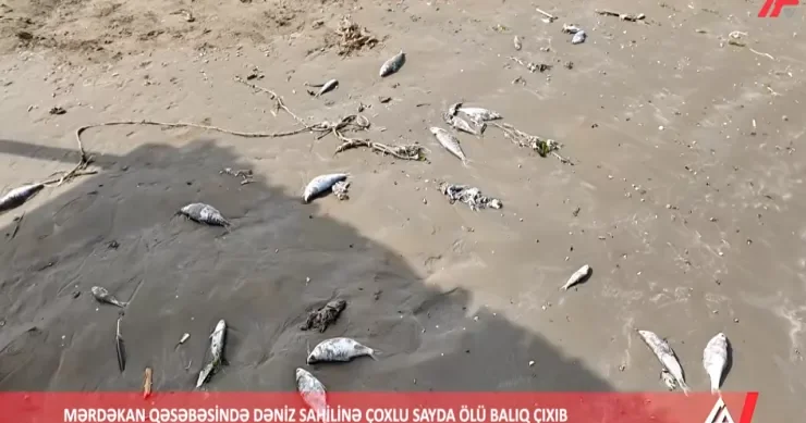 Mərdəkan sahilində balıqların kütləvi tələfatı SƏBƏB