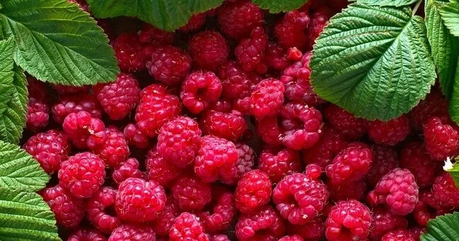 10 faydası ilə məşhur olan moruq Özünü təsdiq edən meyvə