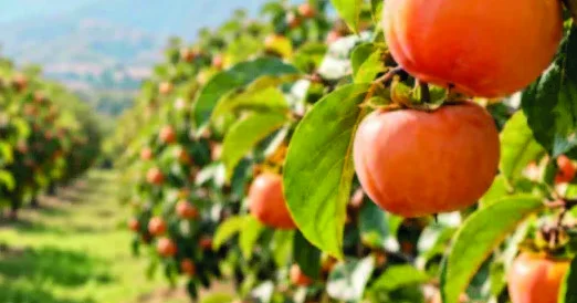 Aqrar sığorta xurma bağlarını da əhatə etdi