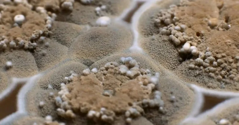 Evdə nəmlik və kifə qarşı 7 effektli bitki Ekspert məsləhəti ilə