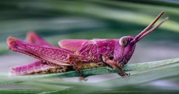 Редчайший розовый кузнечик найден в Новой Зеландии