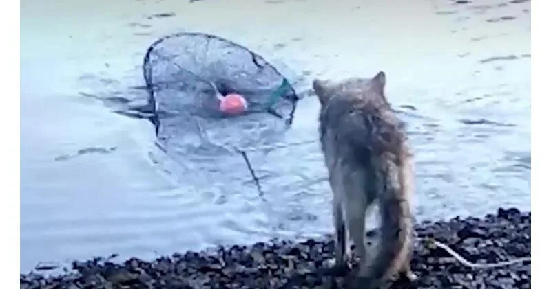 В Канаде дикие волки научились ловить рыбу сетью ВИДЕО