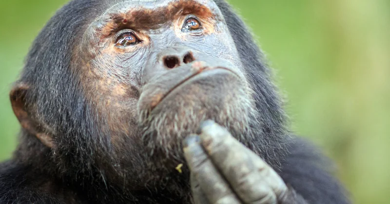 Исследование шимпанзе показало эволюционную пользу войн Minval Politika