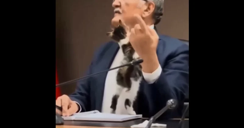 Кот прервал совещание мэра в Турции Minval Politika