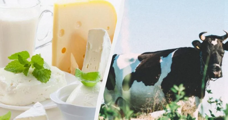 İnəklər stress keçirir: İqlim dəyişikliyi məşhur pendir növlərinə təhlükə yaradır