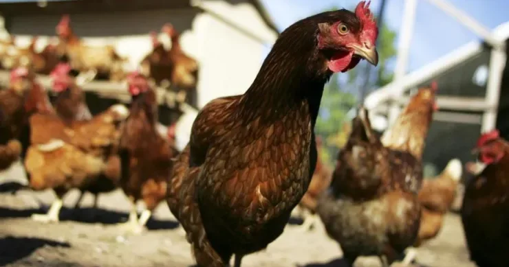 Toyuqların və digər quşların dişləri var?