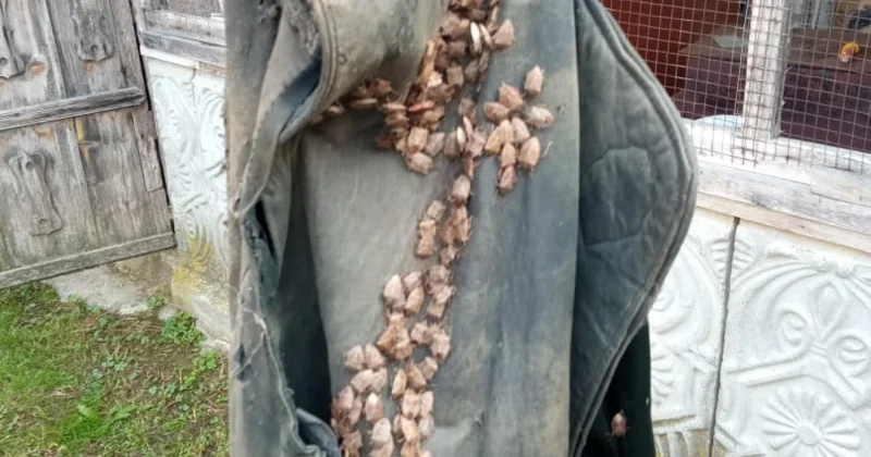 1000 dən çox tikili qəhvəyi mərmər bağacığından təmizlənib FOTOLAR