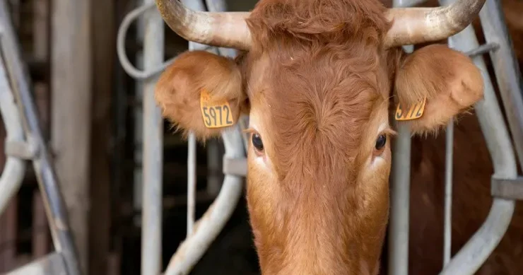 70 yaşlı kişi inəyin puluna görə ər arvadı qətlə yetirdi