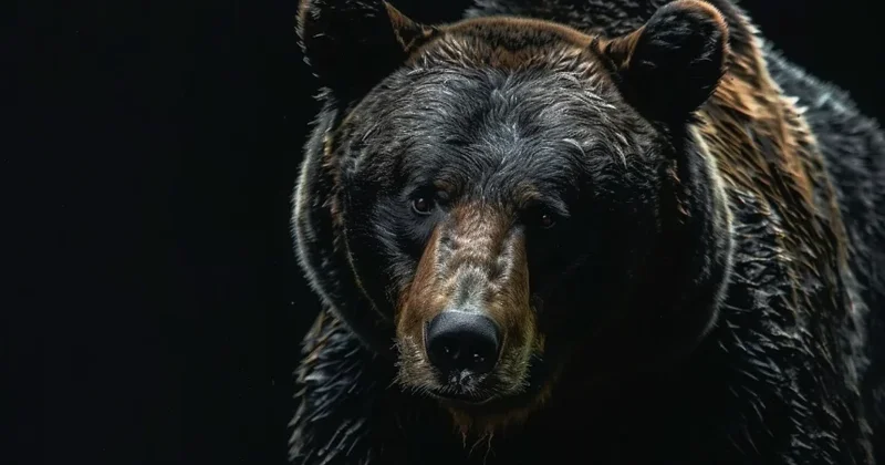 В Японии зафиксировано рекордное число нападений медведей