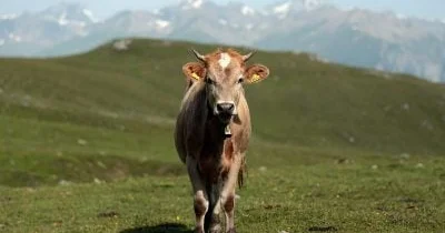 ABŞ da süd məhsulları”nın qiymətlərinin düşməsi səbəbindən ödənişli, inəklərlə qucaqlaşma xidmətləri təklif olunur