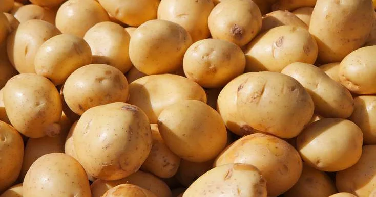 Kartof idxalı kəskin artıb
