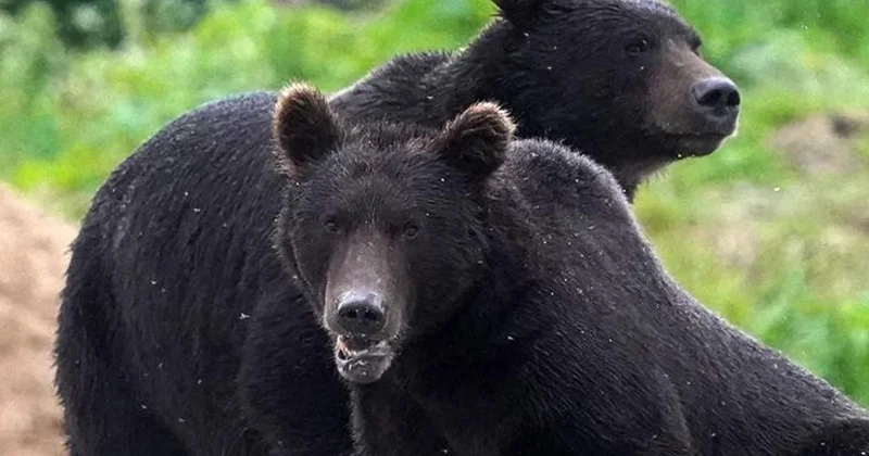 Yaponiyada rekord sayda ayı hücumu qeydə alınıb