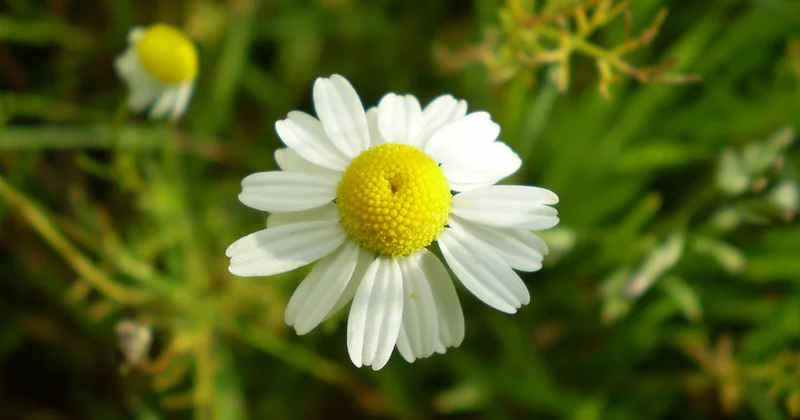 Həm çiçəkdir, həm dərman