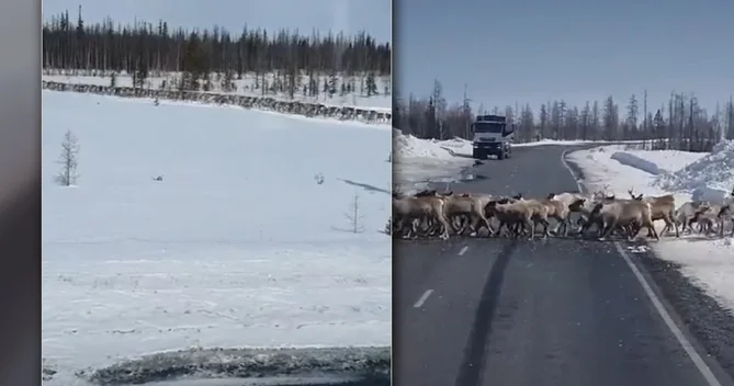 Yüzlərlə maral yolu bağladı Sürücülər gözləməli oldular