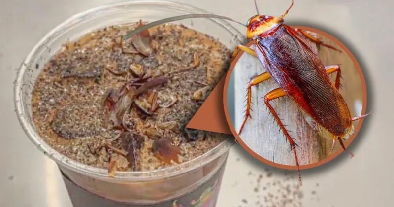 Tarakandan hazırlanmış kofe