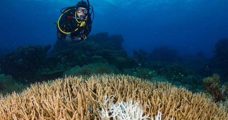 Ölümcül sükut : Dünyaca məşhur rifdə mərcanların 2/3 si ölüb
