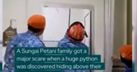 Гигантский питон обрушил потолок в Малайзии ВИДЕО