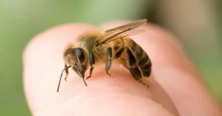 Məktəb direktorunu 900 ə yaxın arı sancıb öldürdü