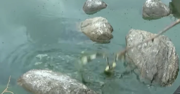 Böyükşor gölündə dözülməz qoxu: Sakinlər narazıdır VİDEO