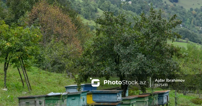Arıçılar məhsullarını sata bilmirlər SƏBƏB