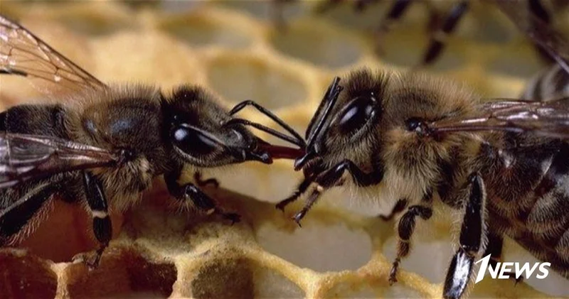 Сотни укусов: Мужчина скончался после нападения пчёл в Индии