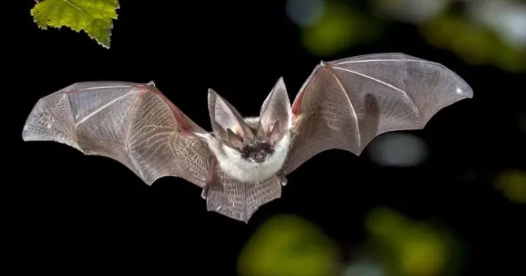 Yuxuda yarasa görmək nə deməkdir?