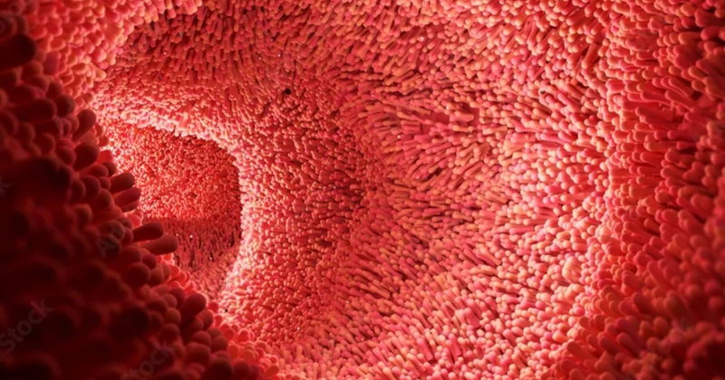 Orqan qədər vacibdir Balans pozulanda xəstəliklər ağır yaranır