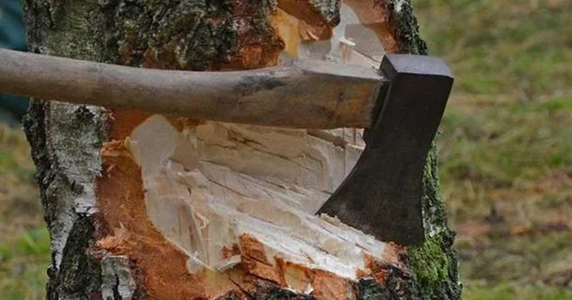 Şahdağ Milli Parkında ağac kəsilməsi faktı 2 nəfər müəyyən olundu