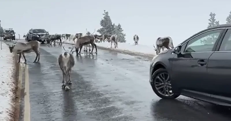 В Шотландии стадо оленей перекрыло движение на дороге ВИДЕО