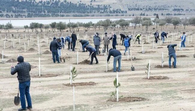 “Yaşıl dünya naminə həmrəylik ili” çərçivəsində növbəti ağacəkmə aksiyası keçirilib