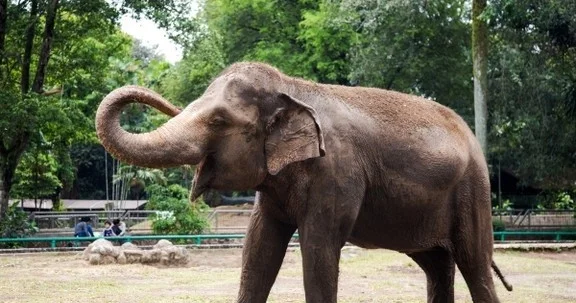 В Индии при столкновении с поездом погибли восемь слонов