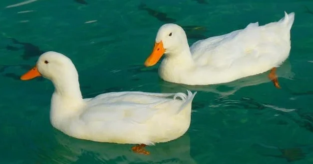 Zülal, vitamin və minerallarla zəngin olan ördək əti insan sağlamlığına hansı faydaları göstərir? Video