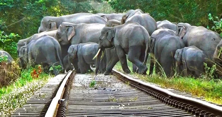 В Индии поезд столкнулся со стадом слонов: восемь животных погибли