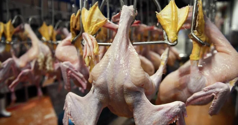 Bu toyuqları almayın AÇIQLAMA