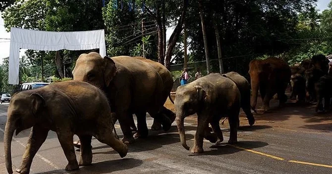 Hindistanda sərnişin qatarı fillərə çırpıldı: 7 fil tələf oldu