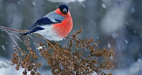 Böyük Çillə gecəsi niyə müqəddəs sayılır? Unudulan inanclar