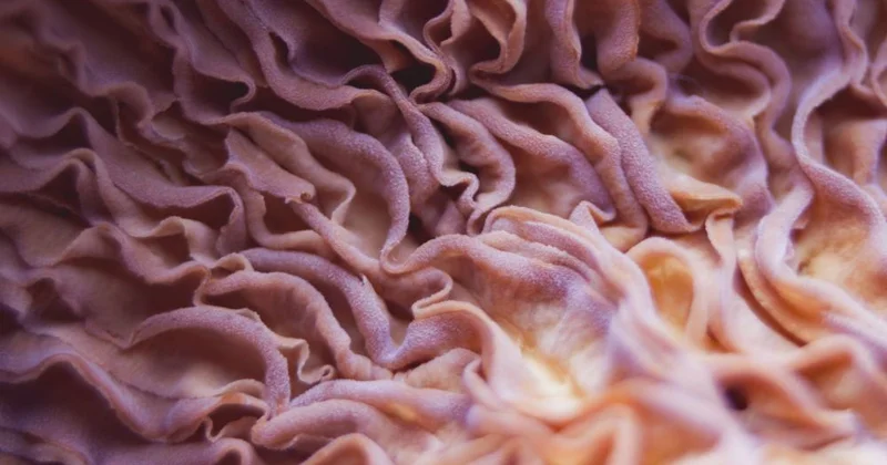 Təhlükəli göbələklərin SİYAHISI ÜST